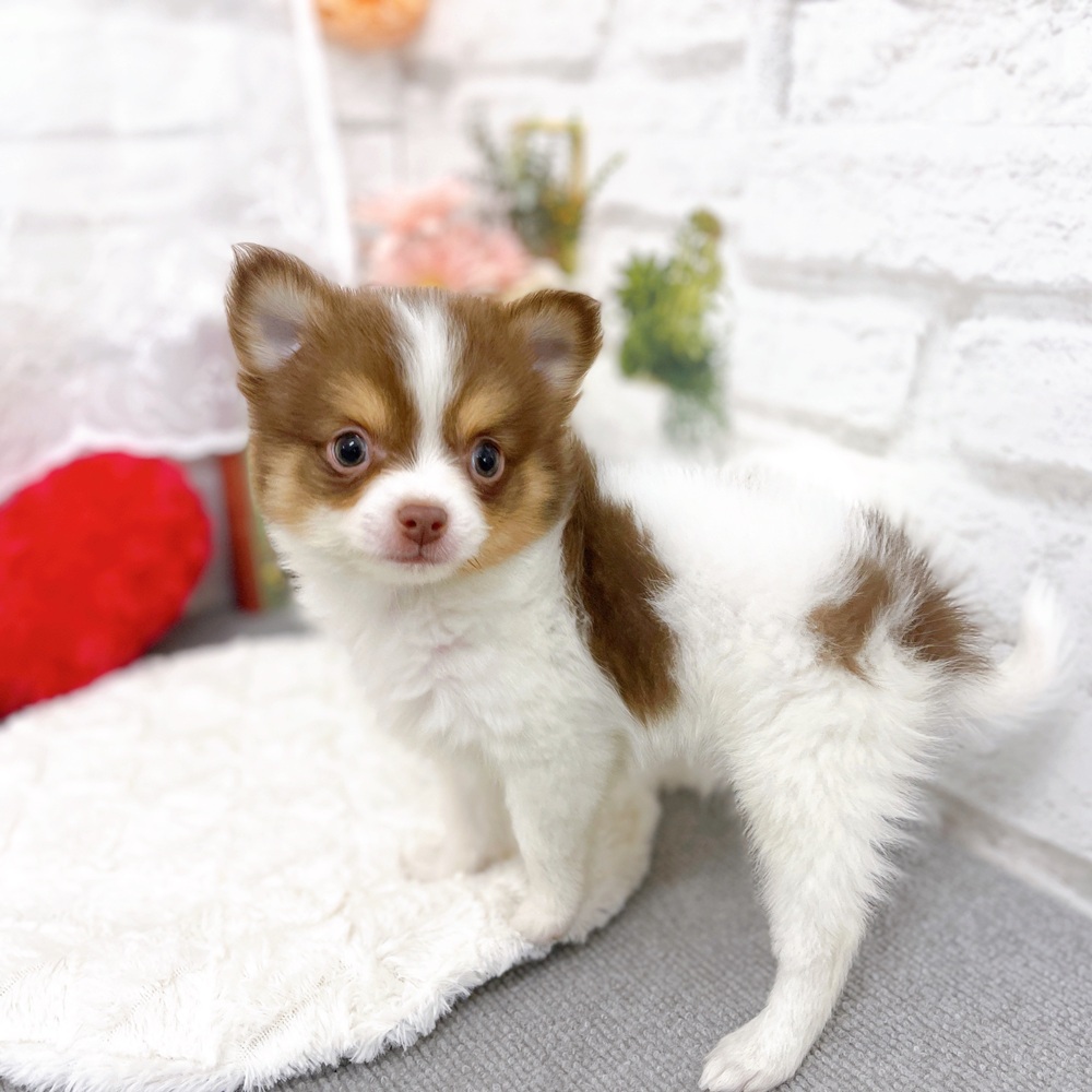 京都府のポメチワ/チワポメ/ポメチー(ポメラニアン×チワワ) (犬の家＆猫の里京都樟葉店/2025年11月28日生まれ/男の子/チョコレートタンホワイト)の子犬の3枚目の画像