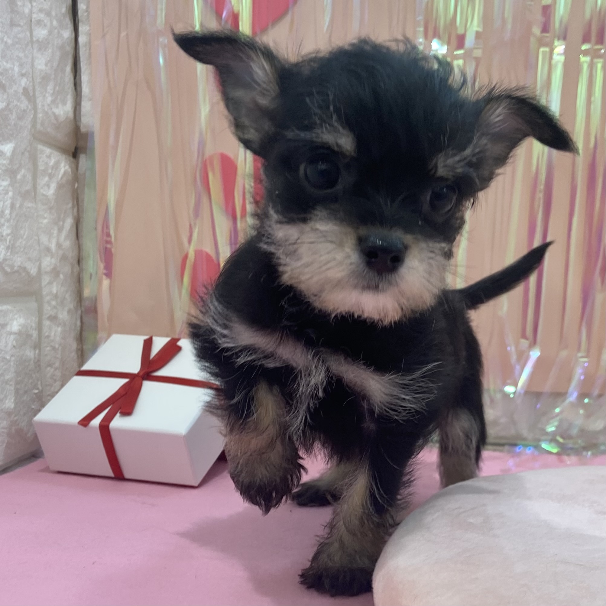 岡山県のハーフ犬・ミックス犬 (犬の家＆猫の里倉敷店/2025年11月29日生まれ/男の子/ブラックタン)の子犬の3枚目の画像