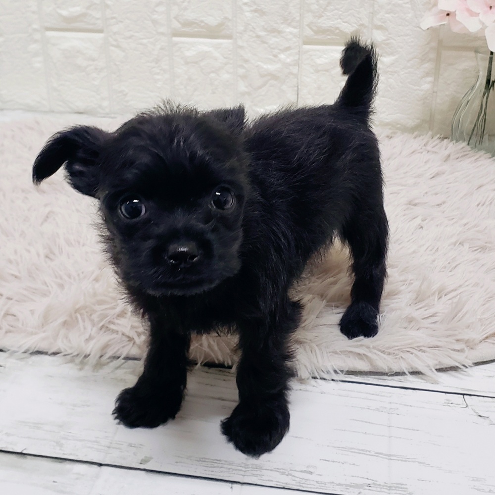 岡山県のハーフ犬・ミックス犬 (犬の家＆猫の里岡山店/2025年11月29日生まれ/男の子/ブラック)の子犬の3枚目の画像