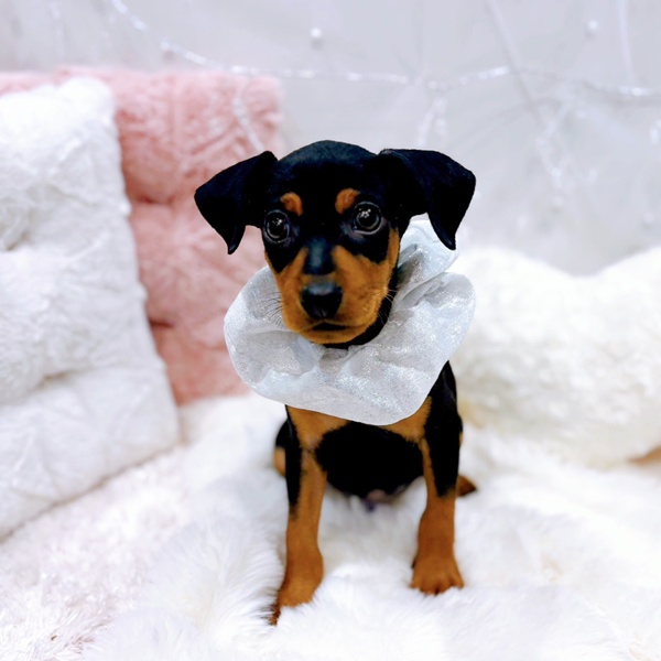 福井県のミニチュアピンシャー (犬の家＆猫の里福井店/2025年11月27日生まれ/男の子/ブラックタン)の子犬の3枚目の画像