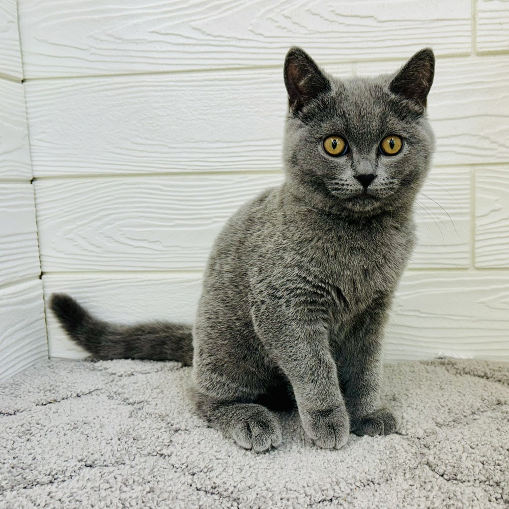 愛知県のブリティッシュショートヘアー (犬の家＆猫の里七宝店/2025年11月30日生まれ/男の子/ブルー)の子猫の1枚目の画像