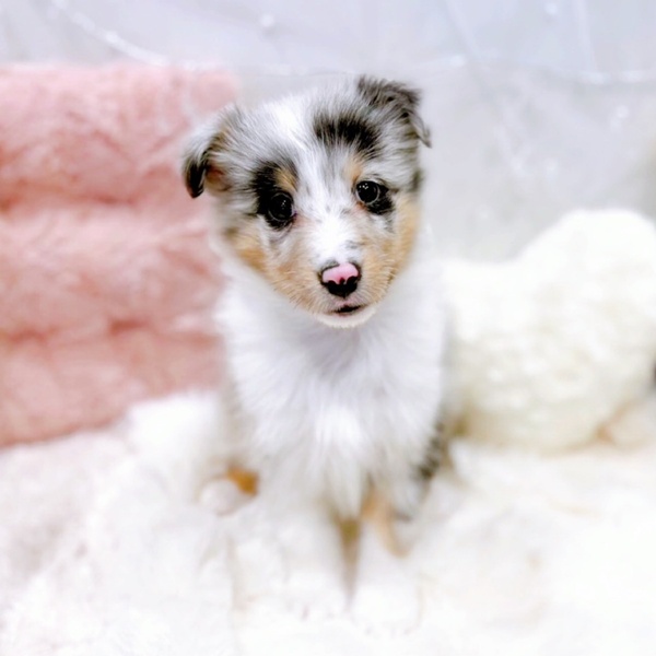 シェットランドシープドッグ女の子の写真