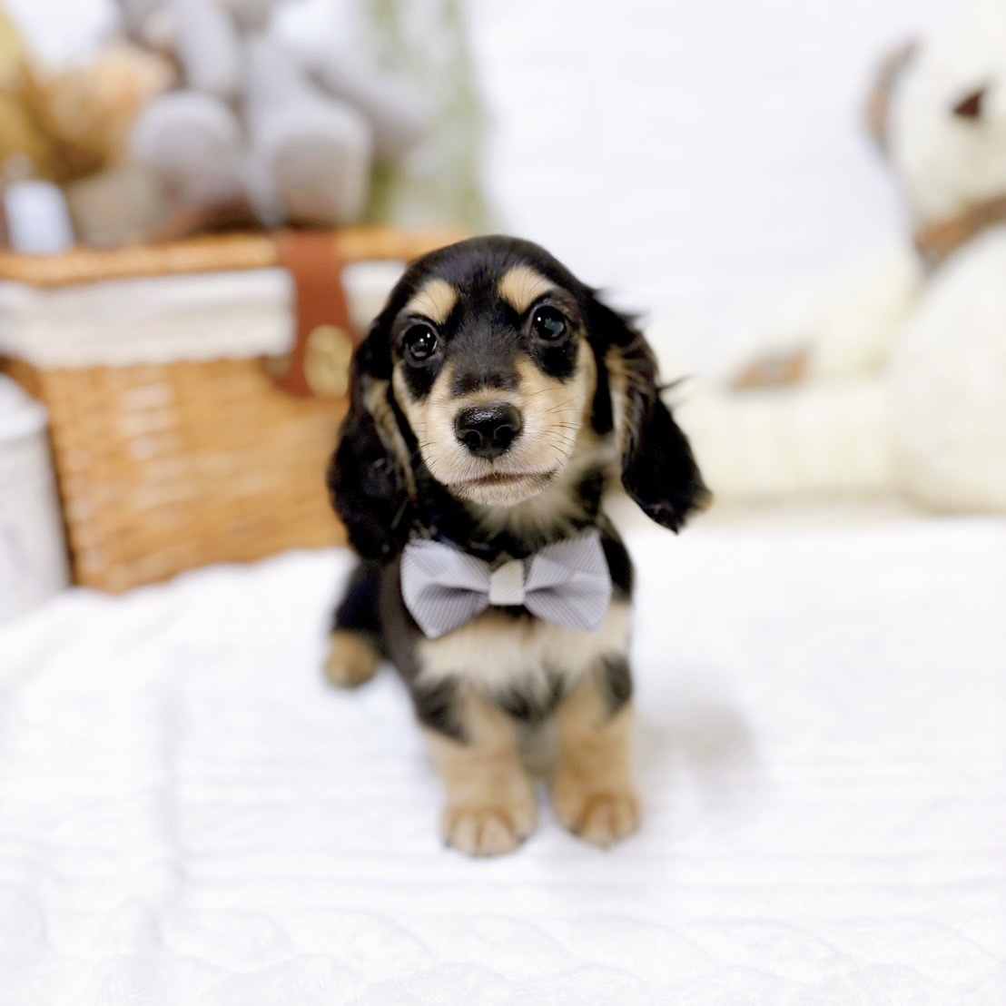 滋賀県のミニチュアダックスフンド(ロング) (犬の家＆猫の里近江八幡店/2025年11月27日生まれ/男の子/ブラックタン)の子犬の3枚目の画像