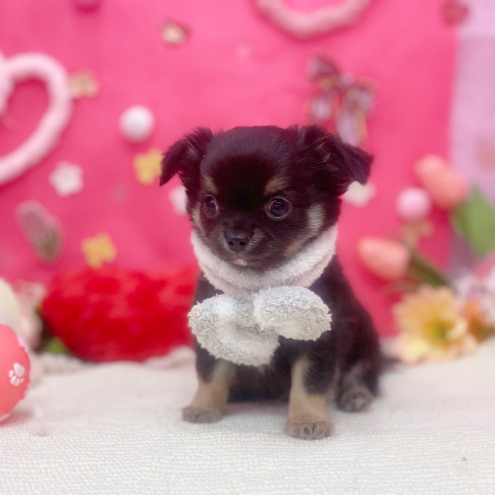 岐阜県のチワワ(ロング) (犬の家＆猫の里岐南店/2025年11月29日生まれ/男の子/ブラックタン)の子犬の3枚目の画像