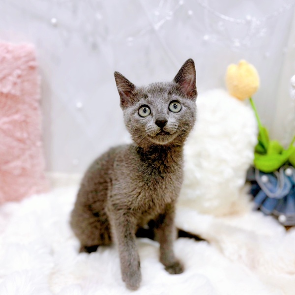 よく似てる！？ロシアンブルーとシャルトリューの違いについて