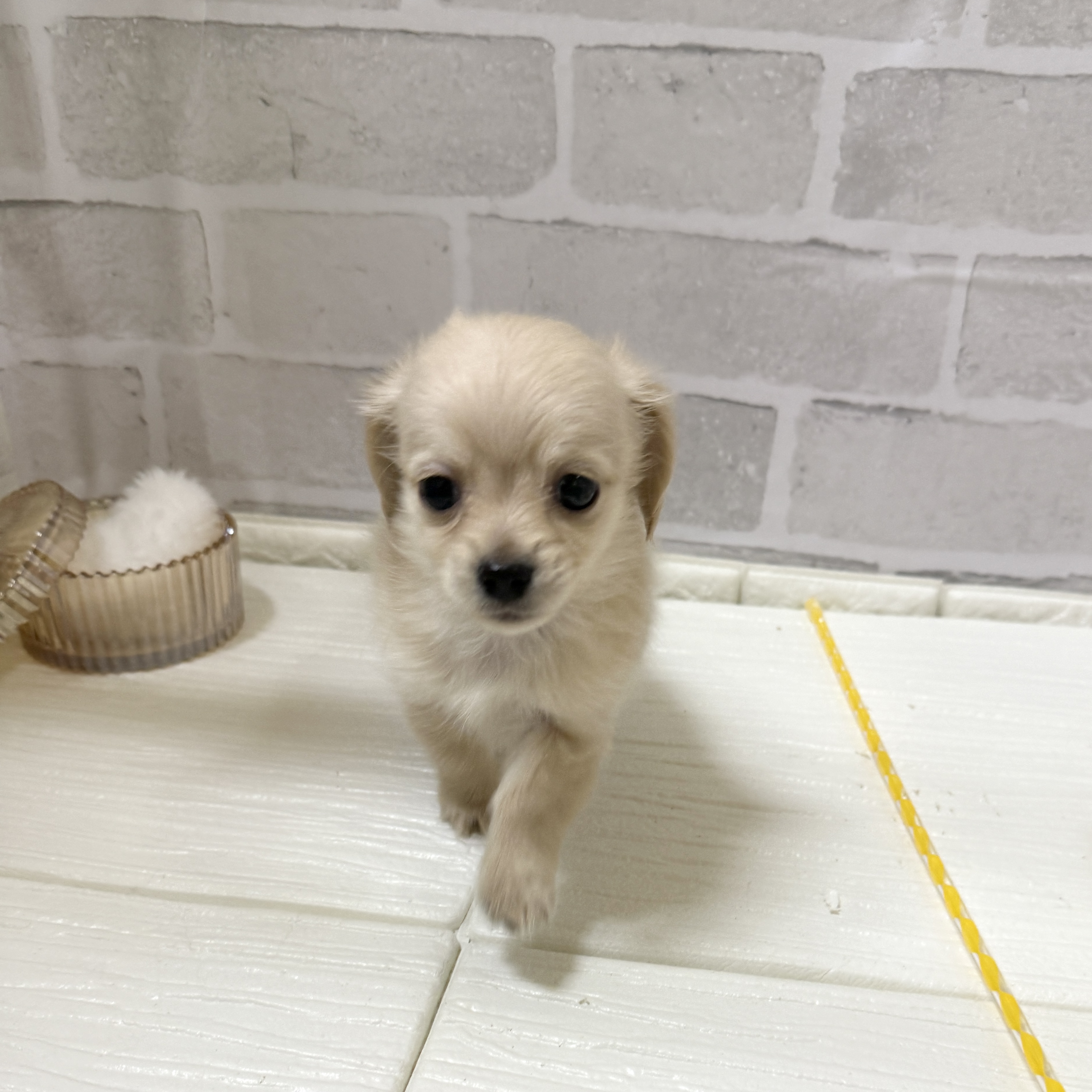 愛知県のチワックス(チワワ×ダックス) (犬の家＆猫の里岡崎店/2025年11月30日生まれ/男の子/イエロー)の子犬の3枚目の画像