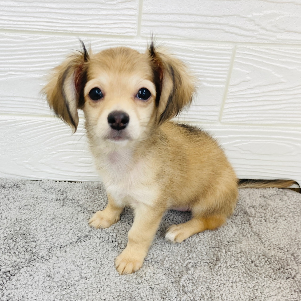 愛知県のチワックス(チワワ×ダックス) (犬の家＆猫の里七宝店/2025年11月30日生まれ/女の子/シェーデットイエロー)の子犬の3枚目の画像