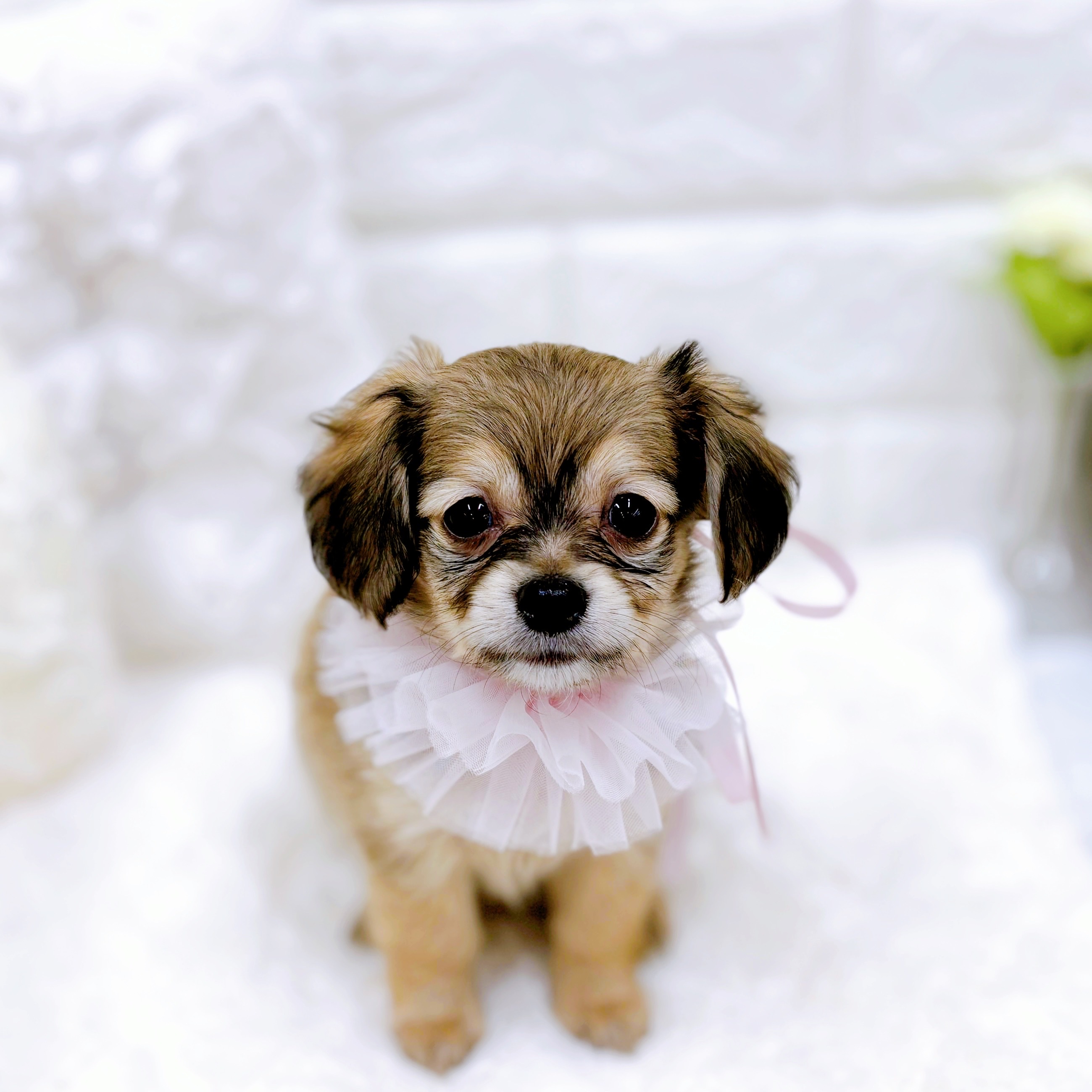 福井県のチワックス(チワワ×ダックス) (犬の家＆猫の里アミーゴ福井店/2025年11月30日生まれ/女の子/シェーデットイエロー)の子犬の3枚目の画像