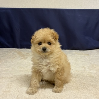 愛知県のポメプー(ポメラニアン×プードル) (犬の家＆猫の里一宮店/2025年12月1日生まれ/男の子/アプリコットホワイト)の子犬の1枚目の画像