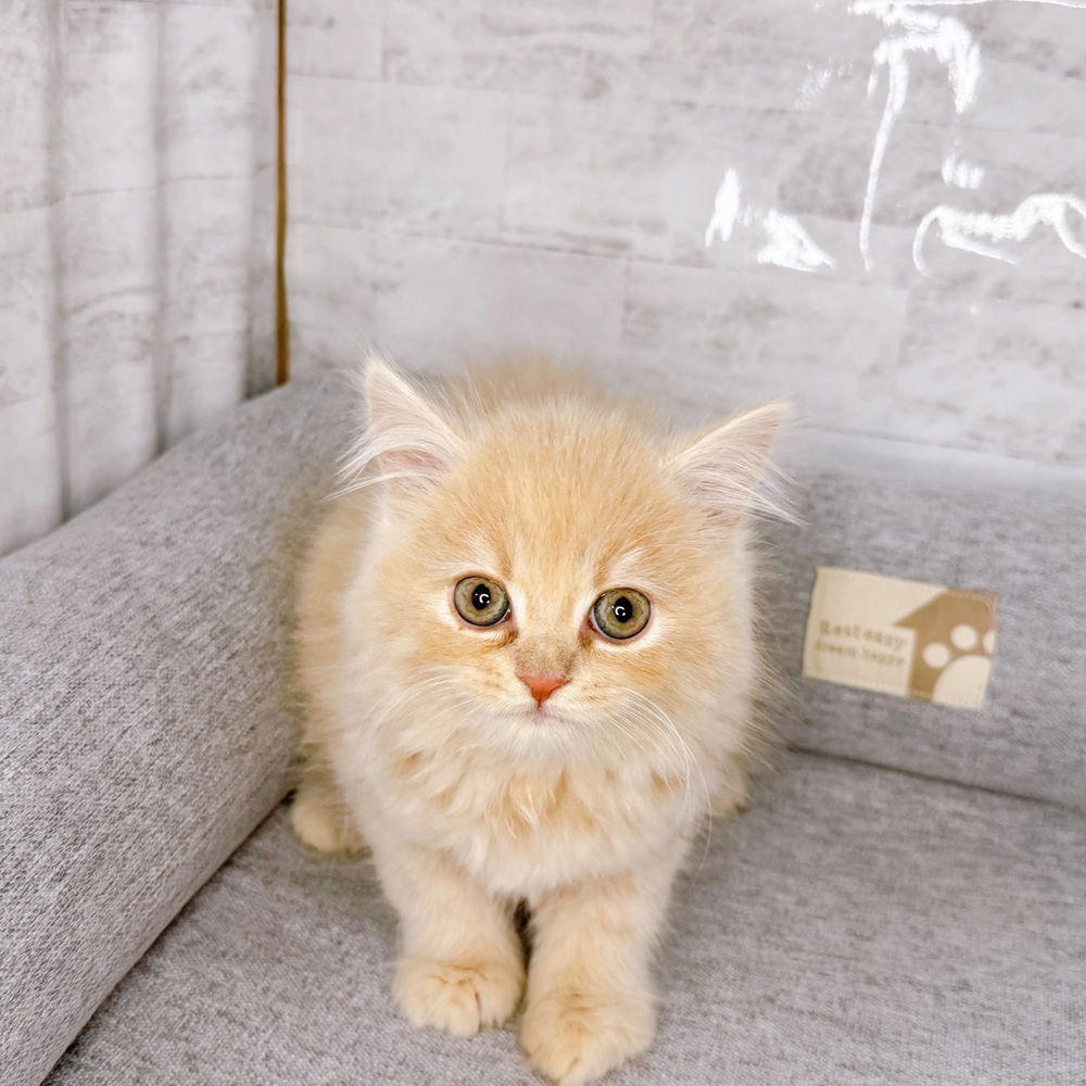 長野県のスコティッシュフォールド (犬の家＆猫の里塩尻店/2025年11月27日生まれ/女の子/クリーム)の子猫