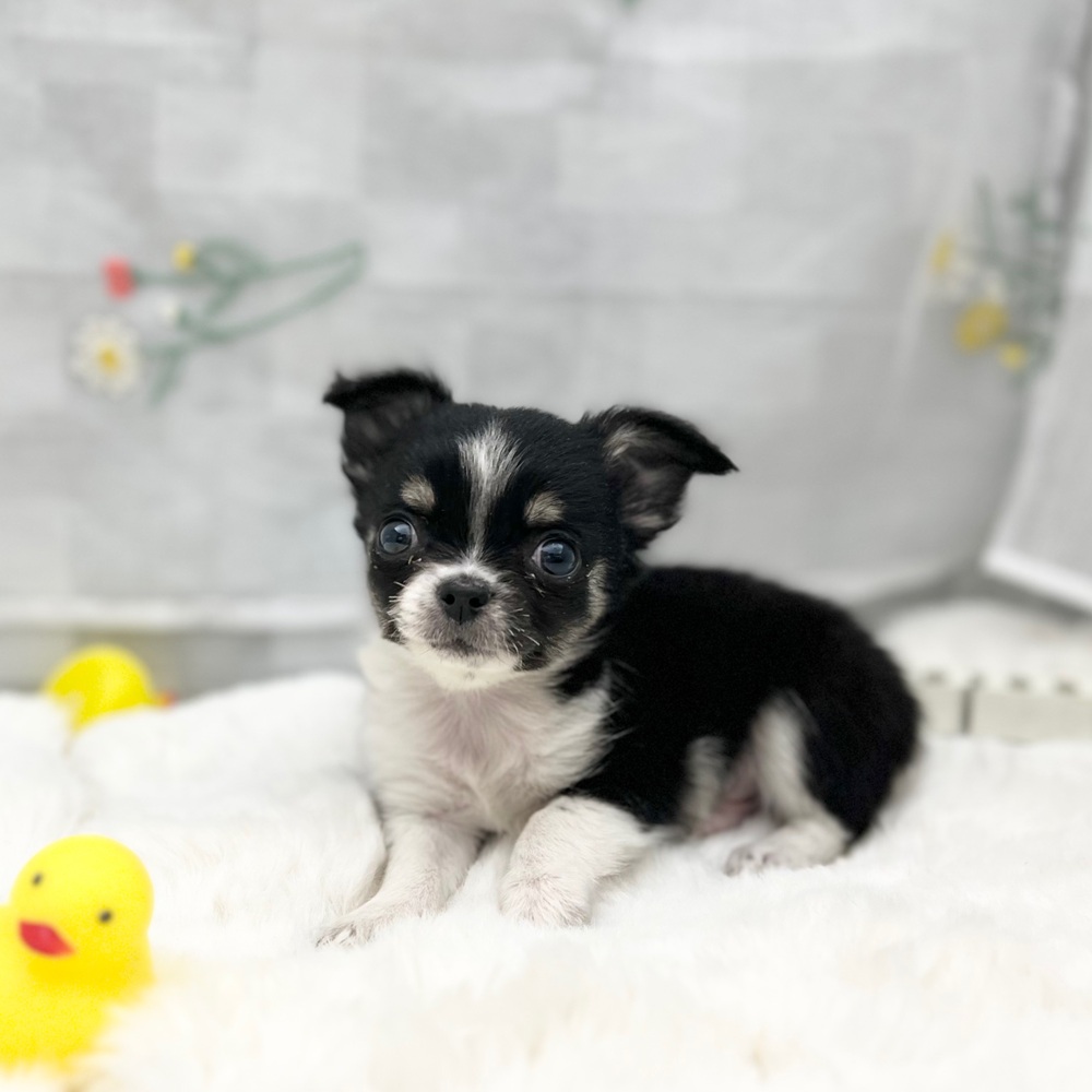 静岡県のチワワ(ロング) (犬の家＆猫の里MEGAドン・キホーテ袋井店/2025年12月2日生まれ/男の子/ブラックタンホワイト)の子犬の3枚目の画像