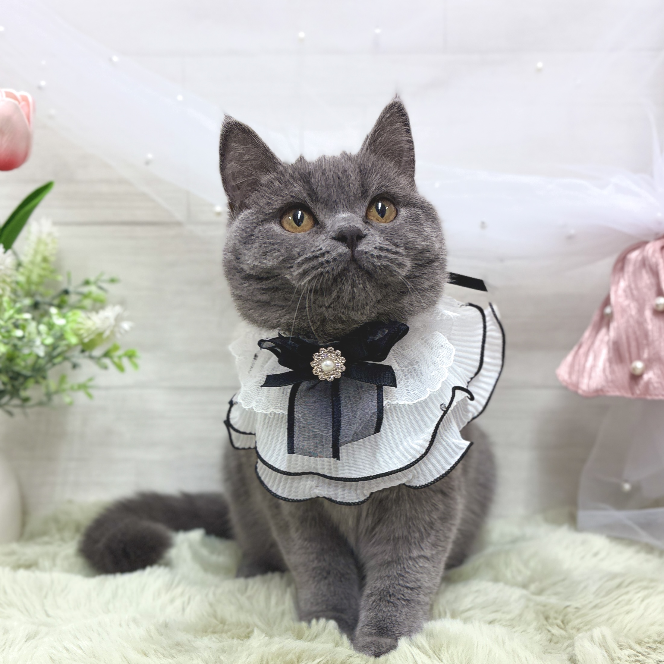 神奈川県のブリティッシュショートヘアー (犬の家＆猫の里相模原店/2025年12月1日生まれ/女の子/ブルー)の子猫の3枚目の画像