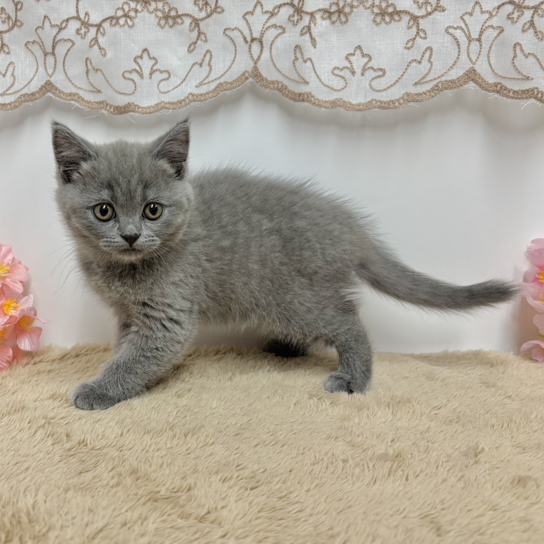 神奈川県のブリティッシュショートヘアー (犬の家＆猫の里相模原店/2025年12月1日生まれ/女の子/ブルー)の子猫の3枚目の画像