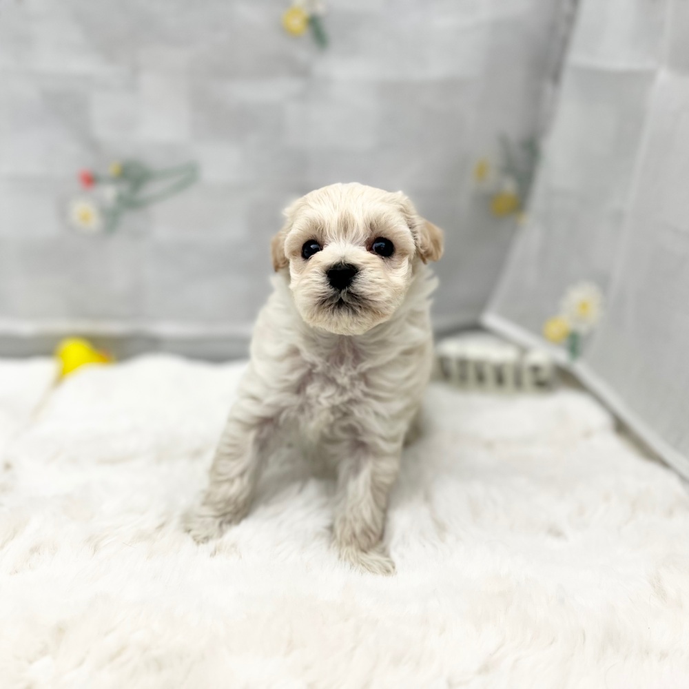 静岡県のマルプー(マルチーズ×プードル) (犬の家＆猫の里MEGAドン・キホーテ袋井店/2025年12月1日生まれ/男の子/クリーム)の子犬の3枚目の画像