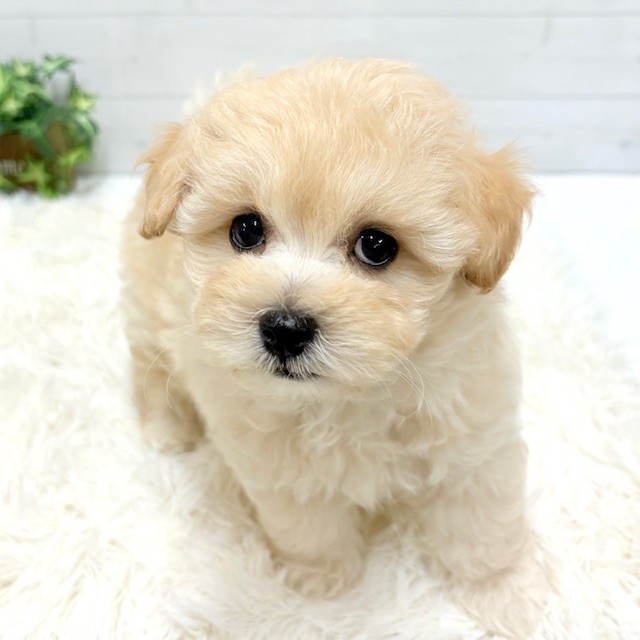 愛知県のマルプー(マルチーズ×プードル) (犬の家＆猫の里豊田店/2025年12月1日生まれ/男の子/クリーム)の子犬の3枚目の画像