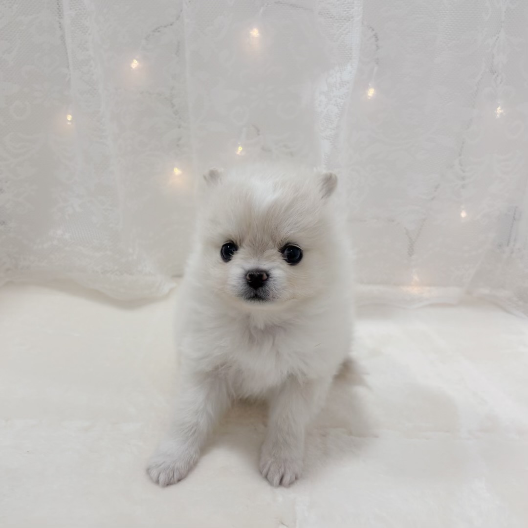 千葉県のポメチワ/チワポメ/ポメチー(ポメラニアン×チワワ) (犬の家＆猫の里BIGHOPガーデンモール印西店/2025年12月2日生まれ/女の子/クリーム)の子犬の3枚目の画像
