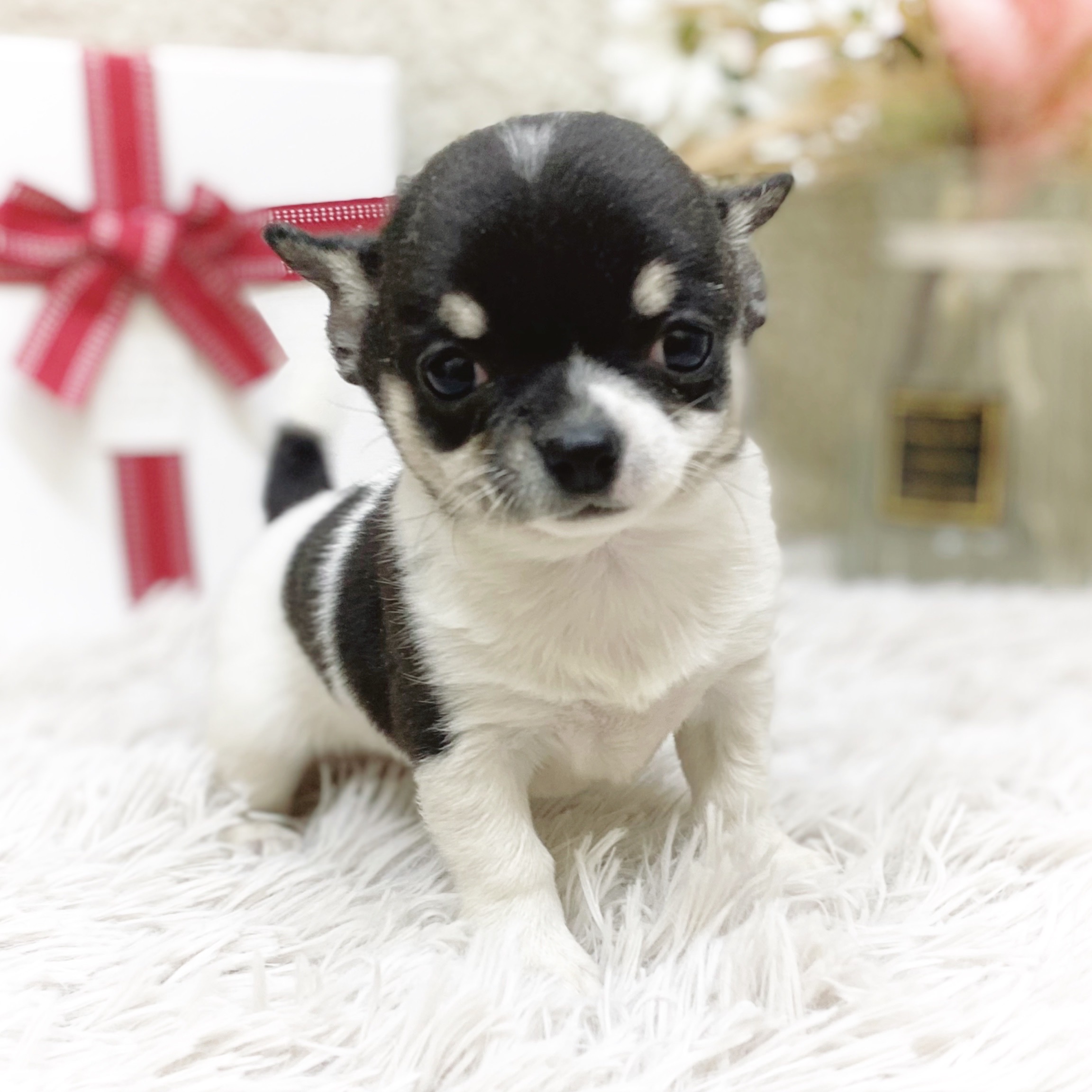 静岡県のチワワ(スムース) (犬の家＆猫の里藤枝店/2025年12月1日生まれ/女の子/ホワイトブラックタン)の子犬の3枚目の画像