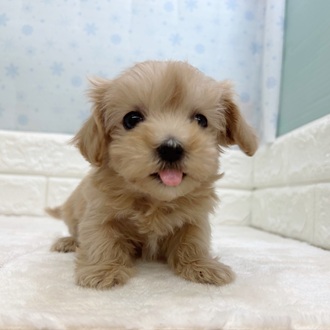 ハーフ犬女の子の写真