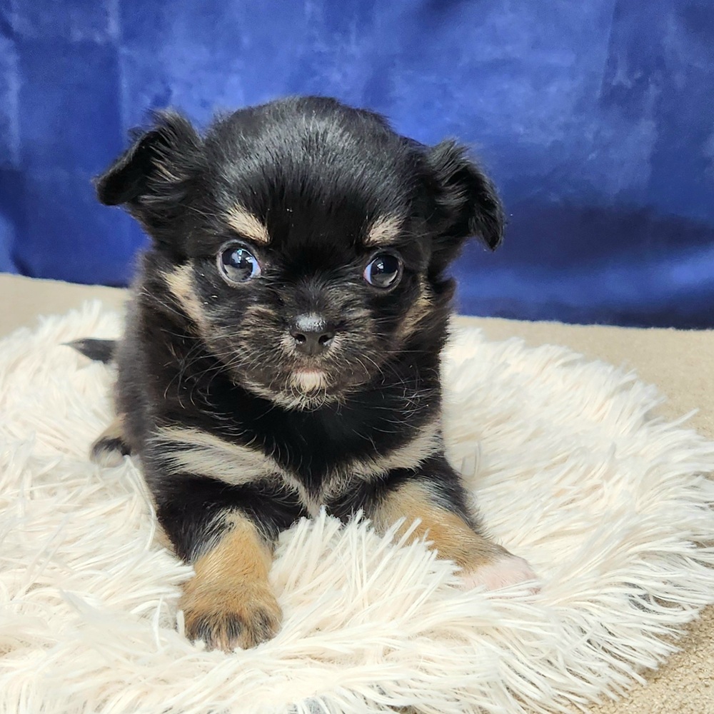 岐阜県のチワワ(ロング) (犬の家＆猫の里中津川店/2025年11月30日生まれ/女の子/ブラックタンホワイト)の子犬の3枚目の画像