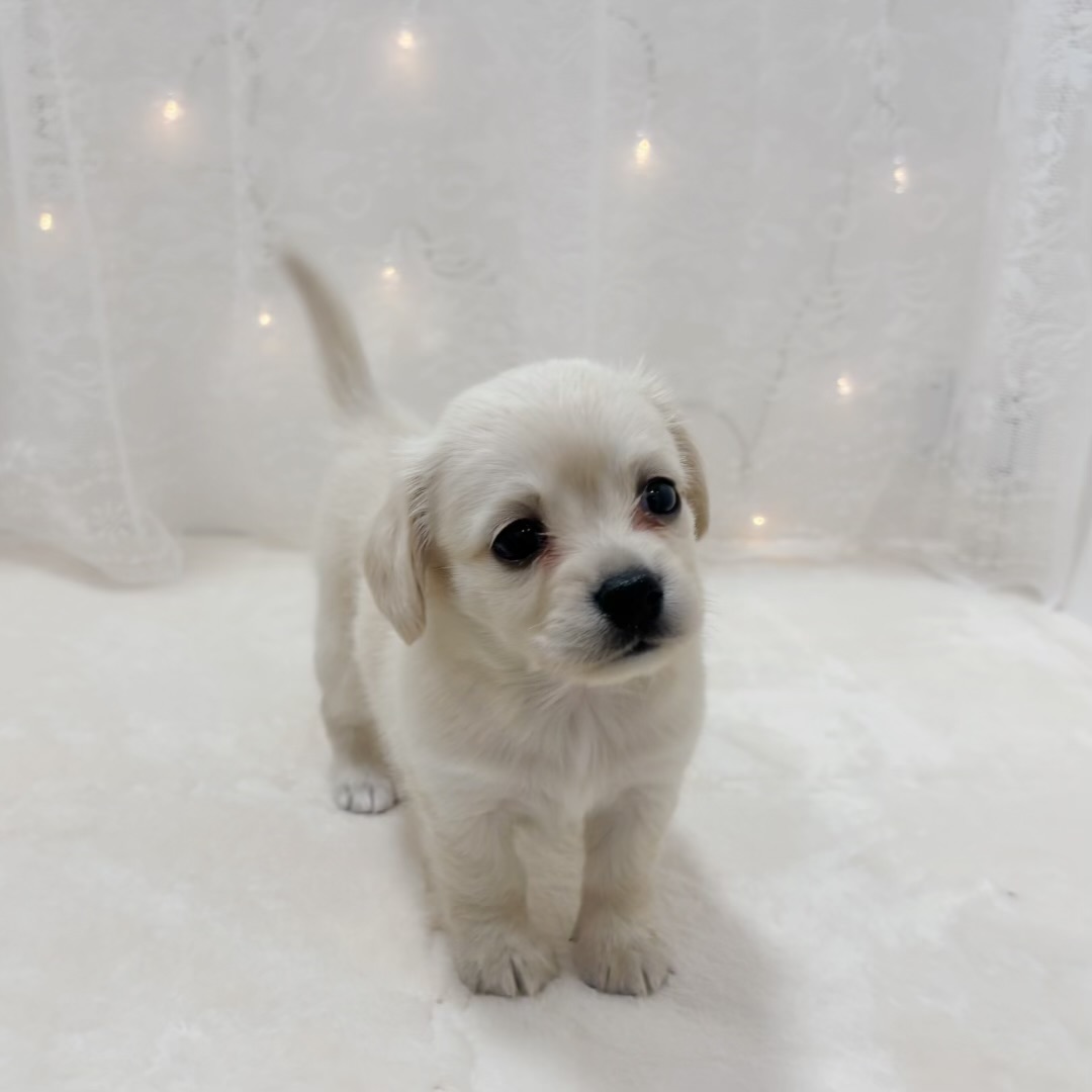 千葉県のチワックス(チワワ×ダックス) (犬の家＆猫の里BIGHOPガーデンモール印西店/2025年12月1日生まれ/女の子/イエロー)の子犬の3枚目の画像