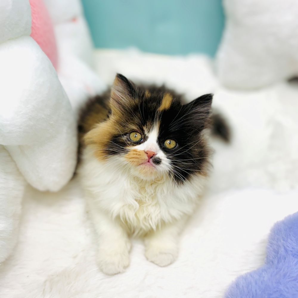 愛知県のスコティッシュストレート (犬の家＆猫の里愛知刈谷店/2025年12月2日生まれ/女の子/キャリコ)の子猫の3枚目の画像