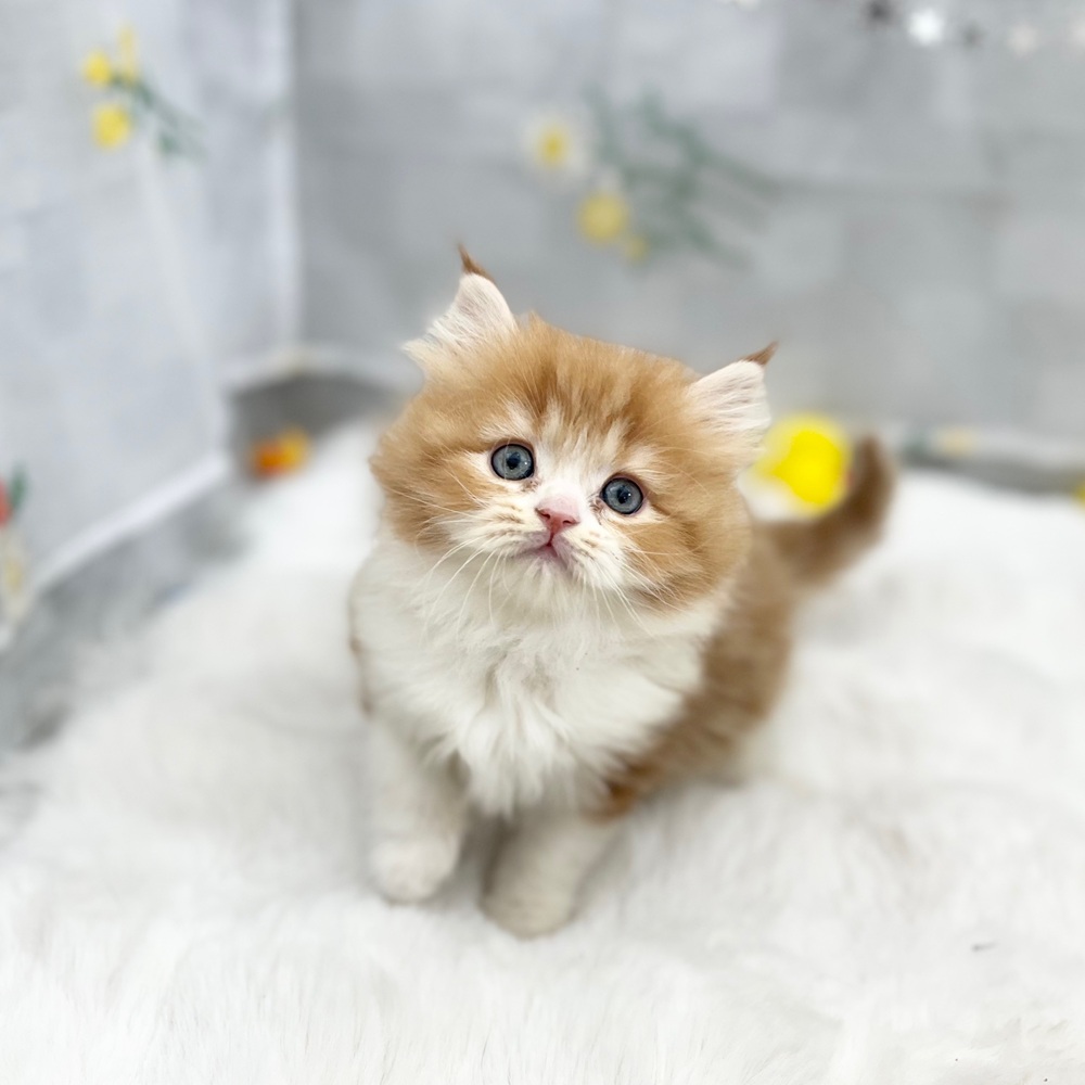 静岡県のスコティッシュストレート (犬の家＆猫の里MEGAドン・キホーテ袋井店/2025年12月2日生まれ/女の子/レッドタビーホワイト)の子猫の3枚目の画像