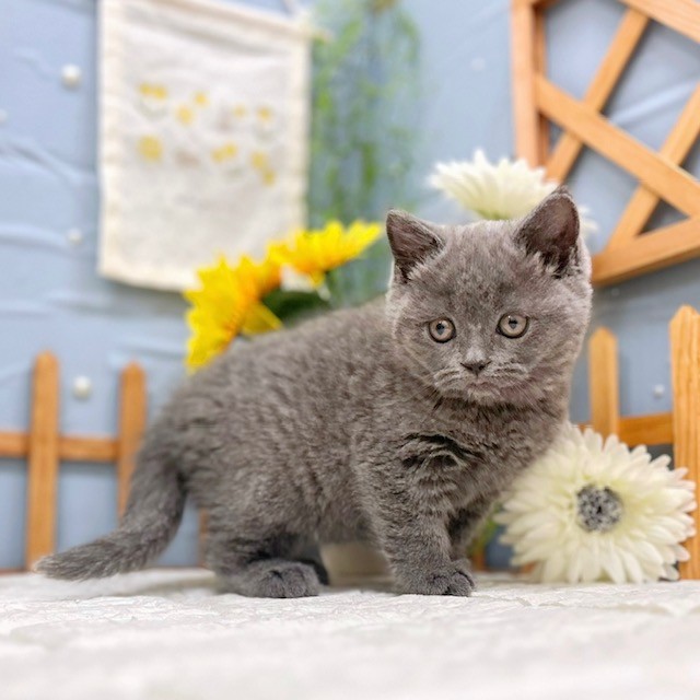 千葉県のブリティッシュショートヘアー (犬の家＆猫の里ワンズモール稲毛店/2025年12月1日生まれ/女の子/ブルー)の子猫の3枚目の画像