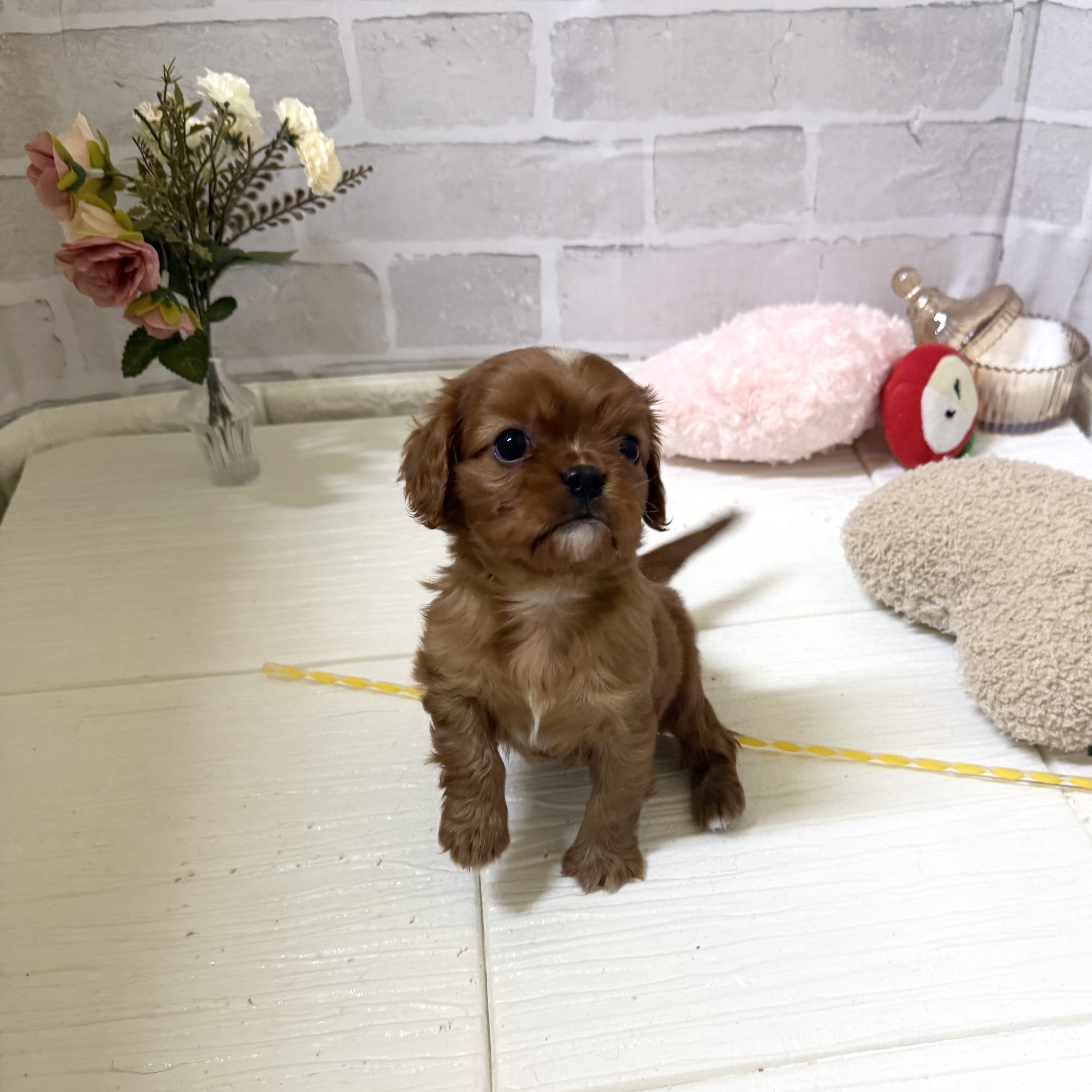 愛知県のキャバリアキングチャールズスパニエル (犬の家＆猫の里岡崎店/2025年12月1日生まれ/男の子/ルビー)の子犬の3枚目の画像