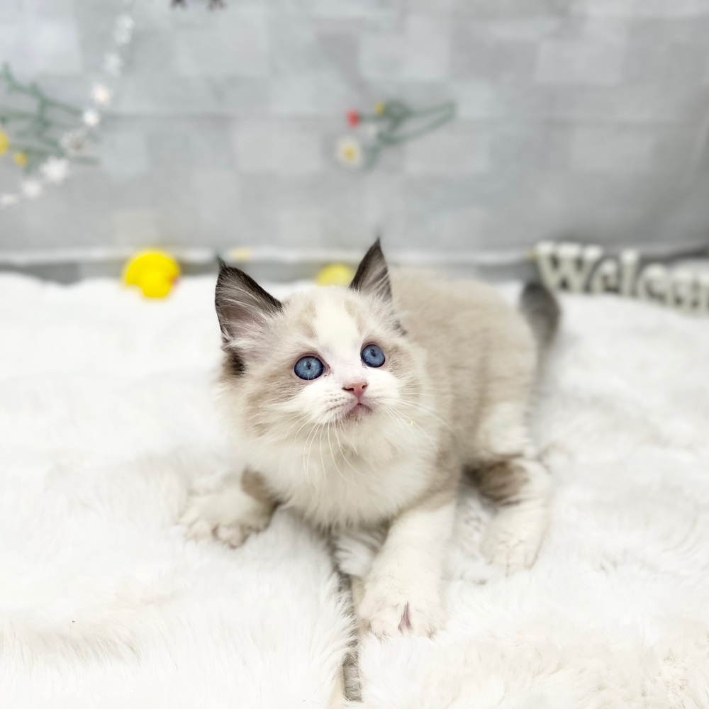 静岡県のラグドール (犬の家＆猫の里MEGAドン・キホーテ袋井店/2025年11月30日生まれ/男の子/シールポイントバイカラー)の子猫の3枚目の画像