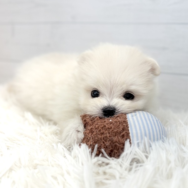 愛知県のポメマル/マルポメ(ポメラニアン×マルチーズ) (犬の家＆猫の里豊田店/2025年11月30日生まれ/男の子/クリーム)の子犬の3枚目の画像