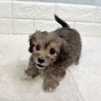 静岡県のマルックス(マルチーズ×ダックス) (犬の家＆猫の里マークイズ静岡店/2025年12月1日生まれ/女の子/シェーデットイエロー)の子犬の3枚目の画像