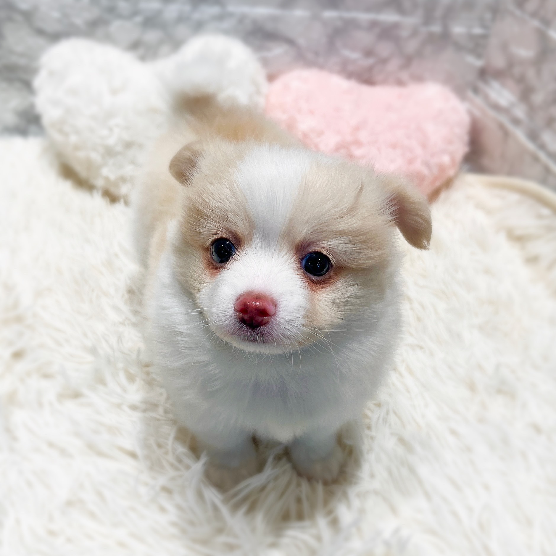 愛知県のポメチワ/チワポメ/ポメチー(ポメラニアン×チワワ) (犬の家＆猫の里MiO香久山店/2025年11月30日生まれ/男の子/クリーム)の子犬の3枚目の画像