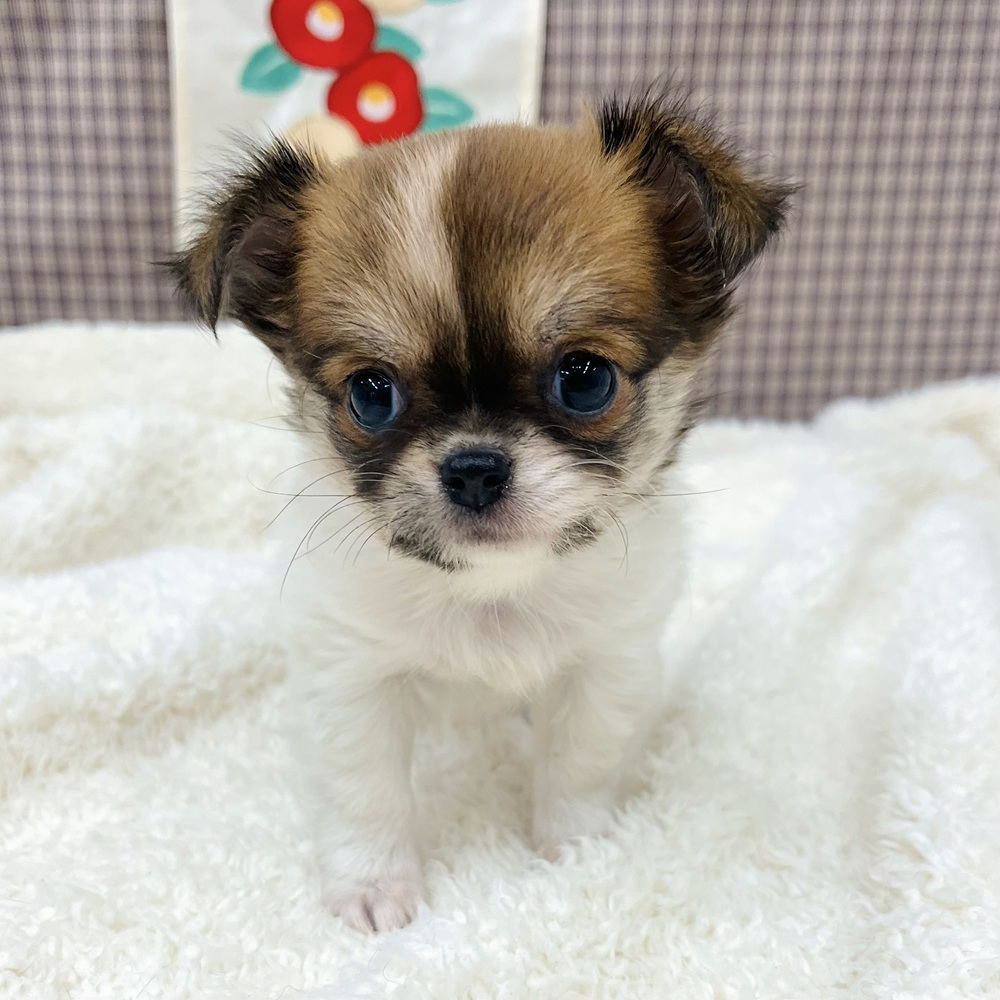 愛知県のチワワ(ロング) (犬の家＆猫の里エアポートウォーク店/2025年11月30日生まれ/女の子/ホワイトレッド)の子犬の3枚目の画像