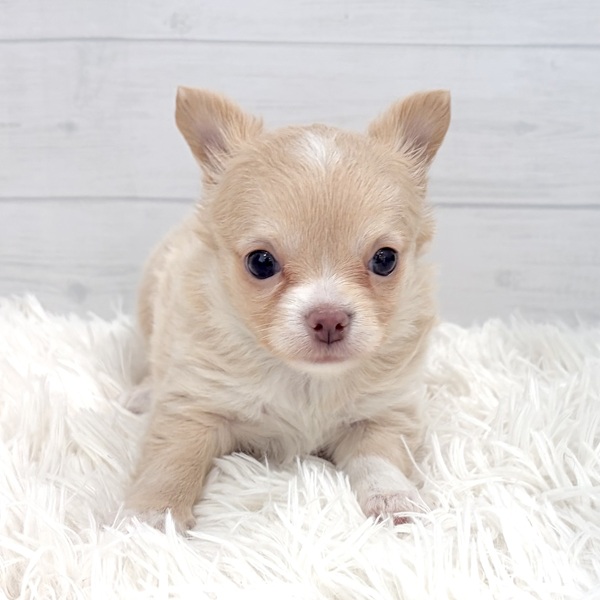 チワワ(ロング)女の子の写真