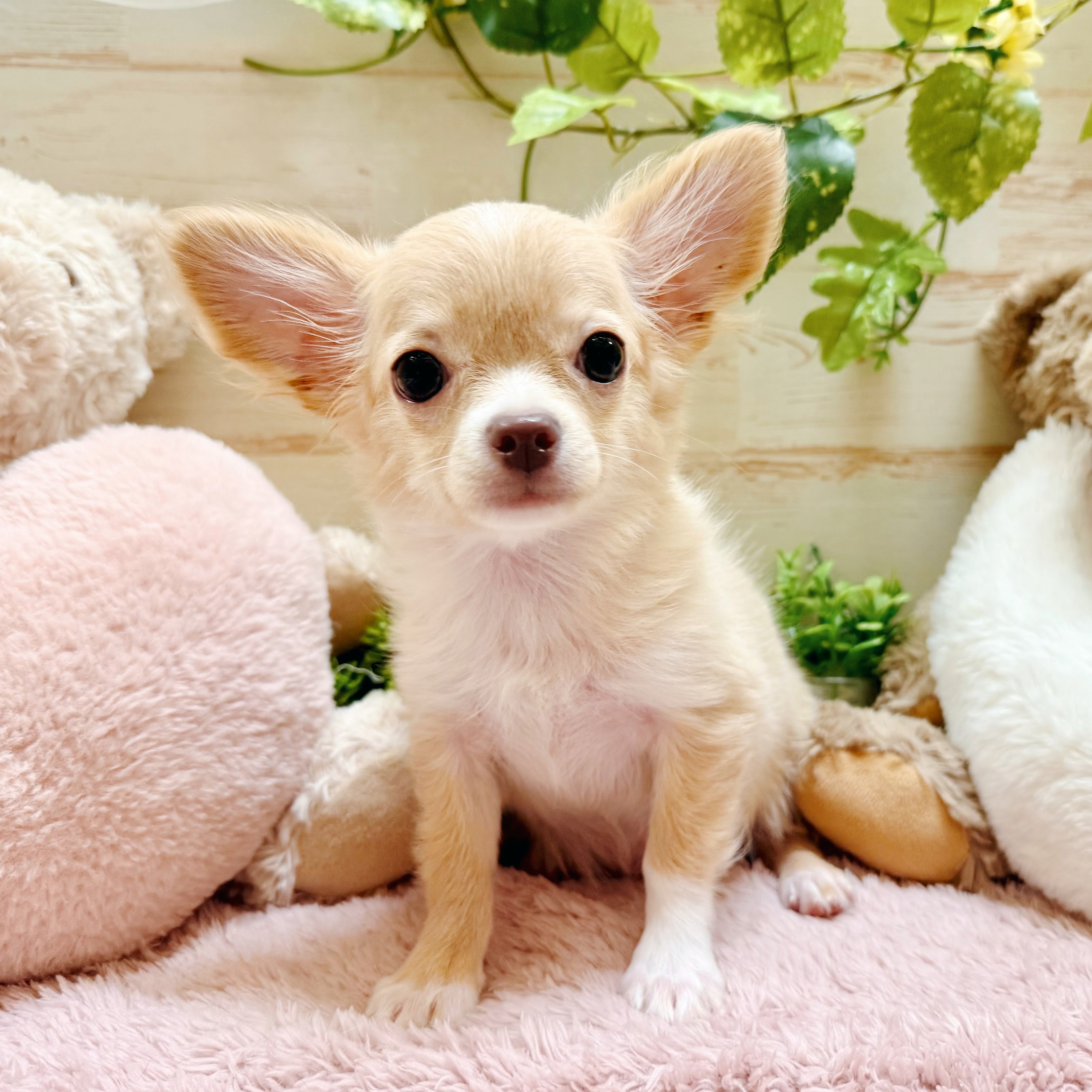 兵庫県のチワワ(ロング) (犬の家＆猫の里神戸店/2025年12月2日生まれ/女の子/クリームホワイト)の子犬の3枚目の画像