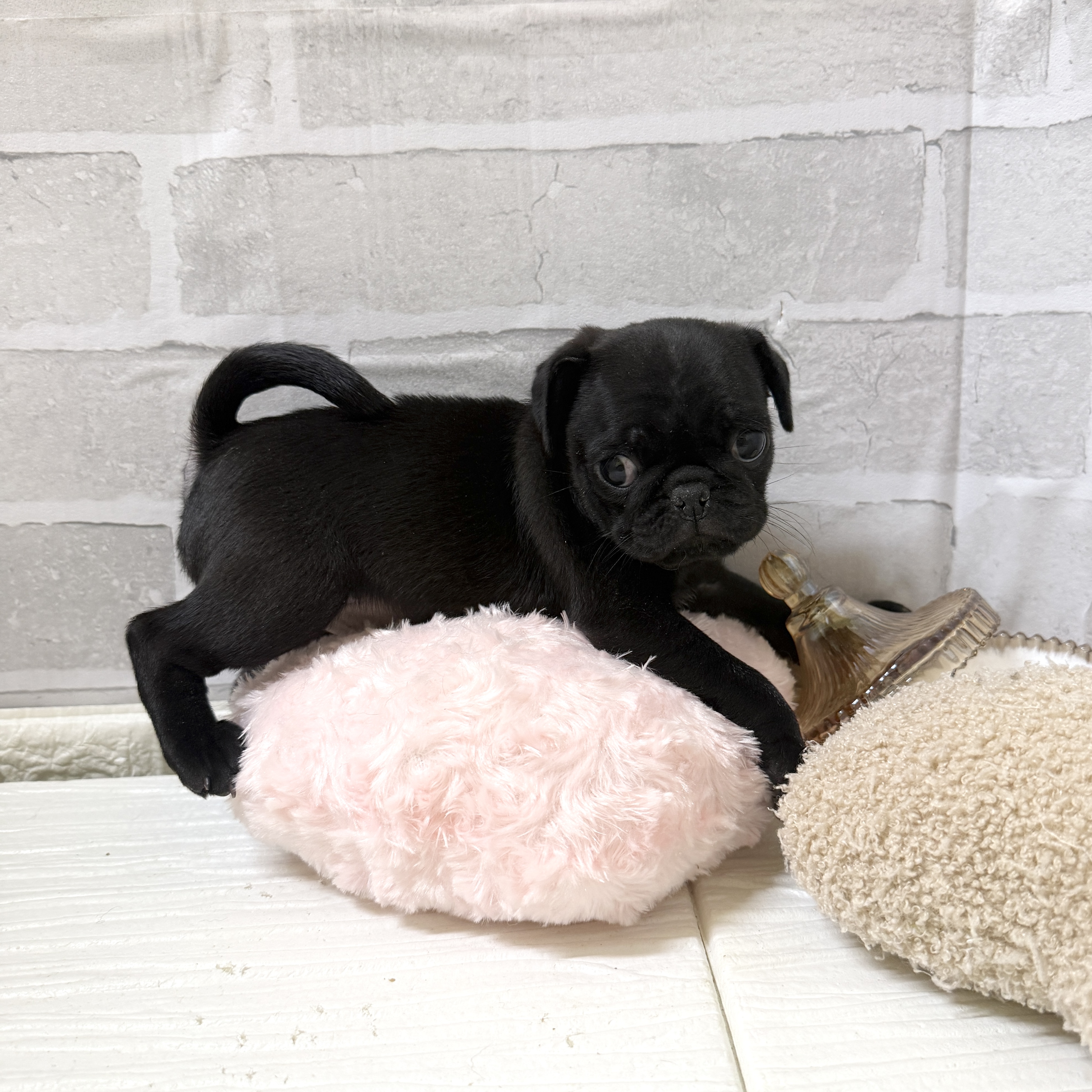 愛知県のパグ (犬の家＆猫の里岡崎店/2025年12月2日生まれ/男の子/ブラック)の子犬の3枚目の画像