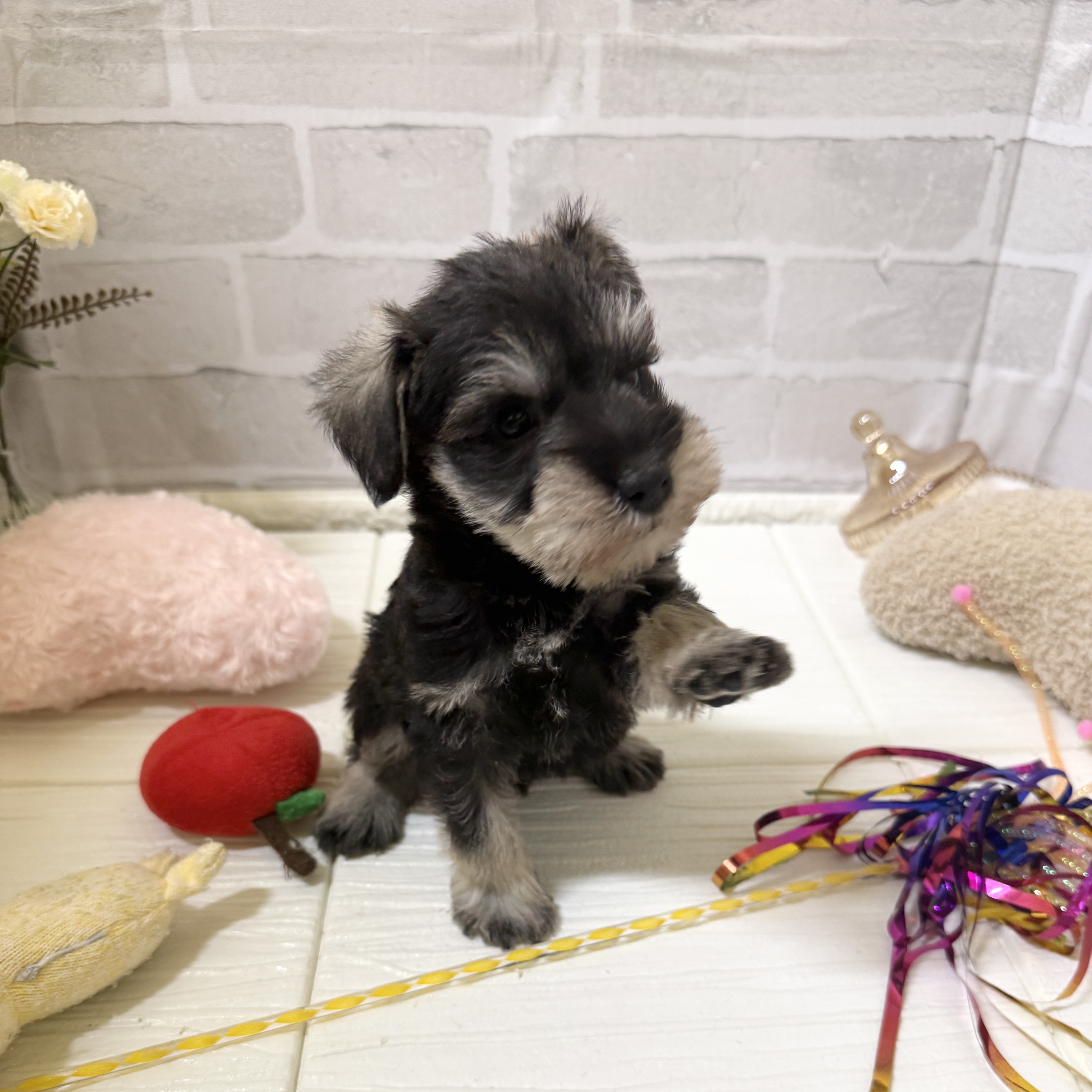 愛知県のミニチュアシュナウザー (犬の家＆猫の里岡崎店/2025年12月2日生まれ/男の子/ソルトペッパー)の子犬の3枚目の画像