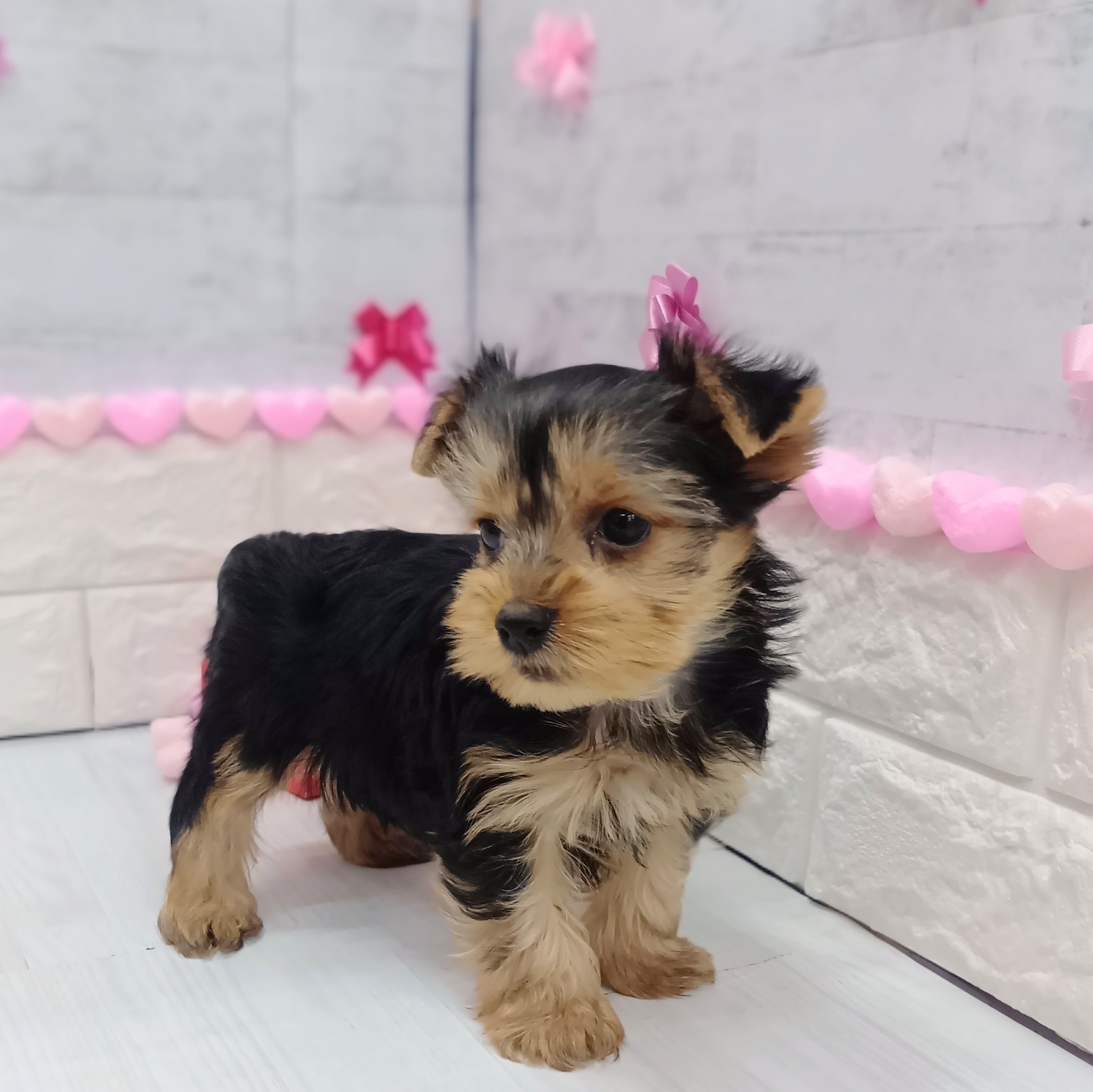 静岡県のヨークシャーテリア (犬の家＆猫の里プレ葉ウォーク浜北店/2025年12月2日生まれ/男の子/スチールブルータン)の子犬の3枚目の画像