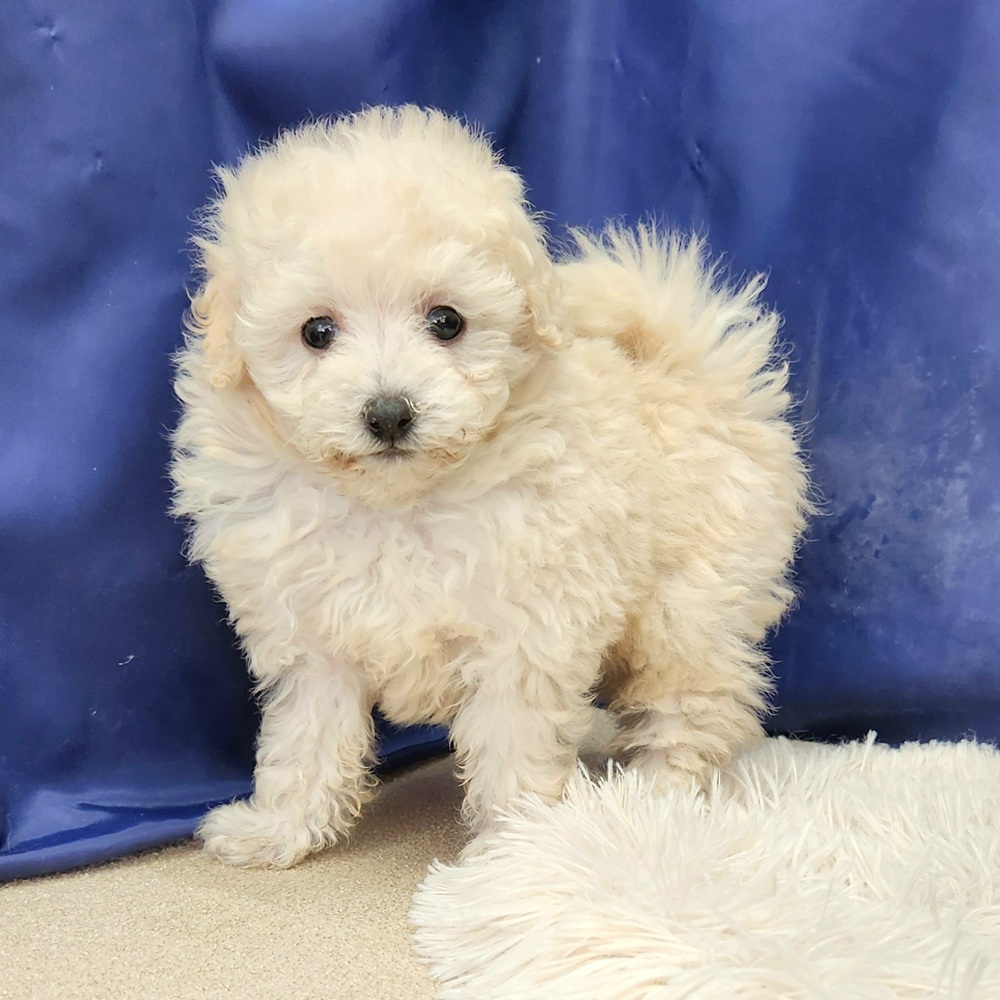 岐阜県のトイプードル(トイ) (犬の家＆猫の里中津川店/2025年11月30日生まれ/男の子/クリーム)の子犬の3枚目の画像