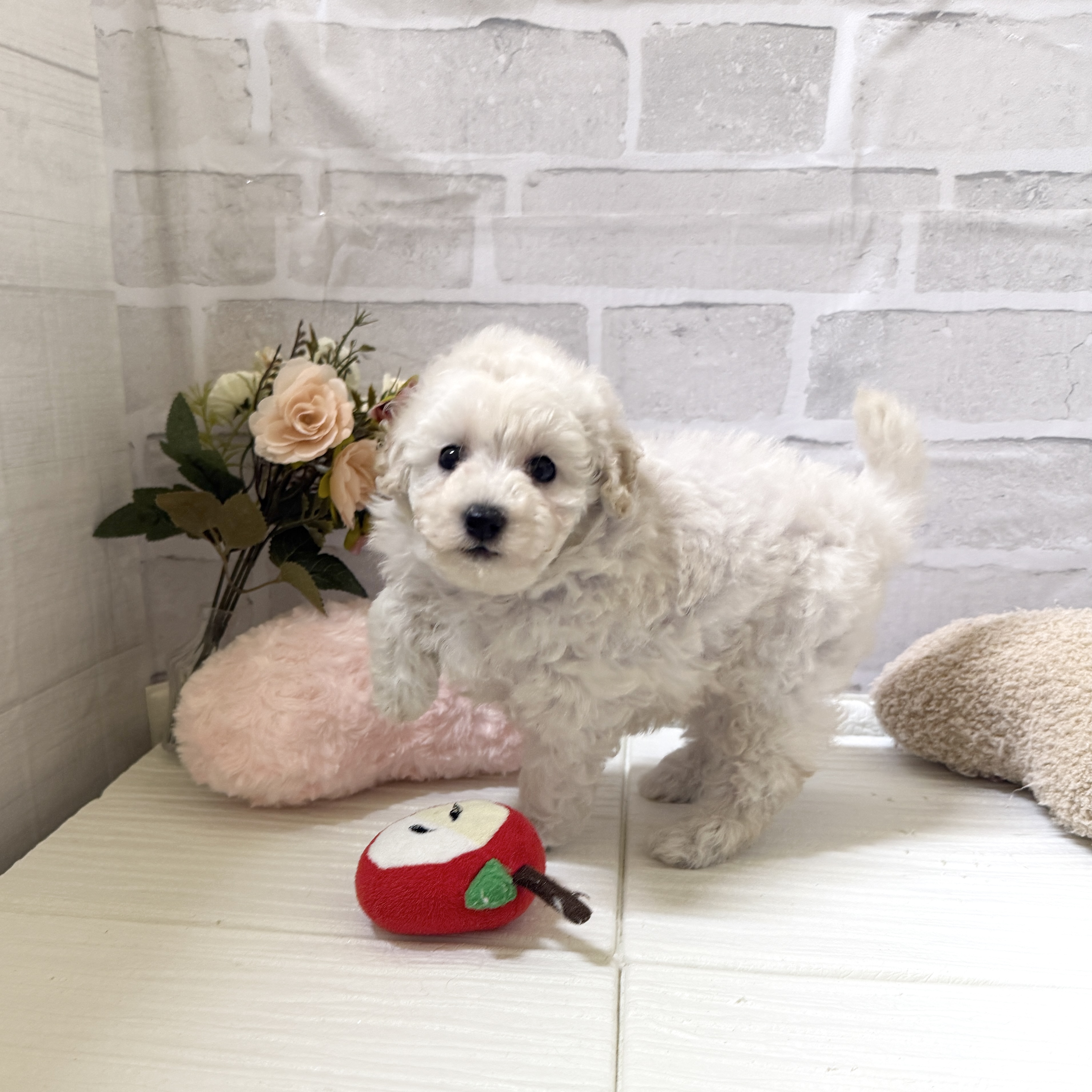 愛知県のトイプードル(トイ) (犬の家＆猫の里岡崎店/2025年12月2日生まれ/女の子/ホワイト)の子犬の3枚目の画像