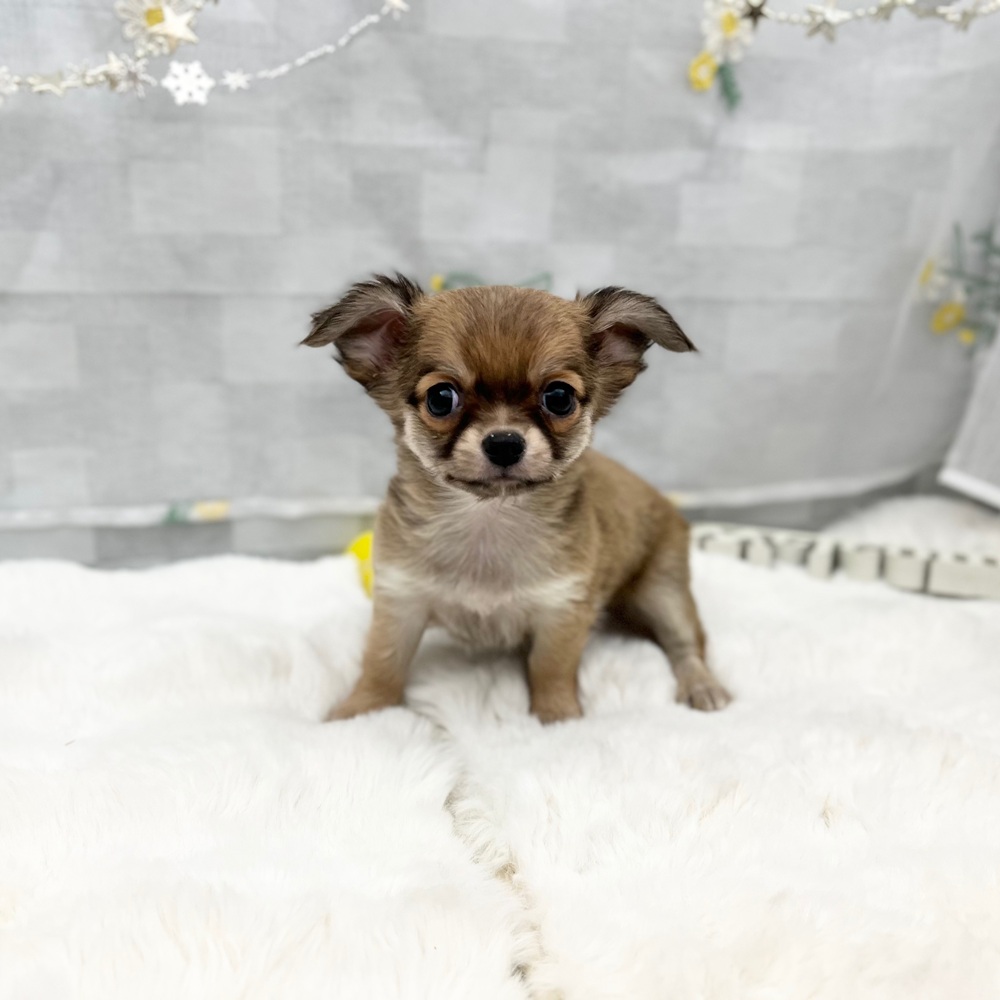 チワワ（ロング）女の子の写真