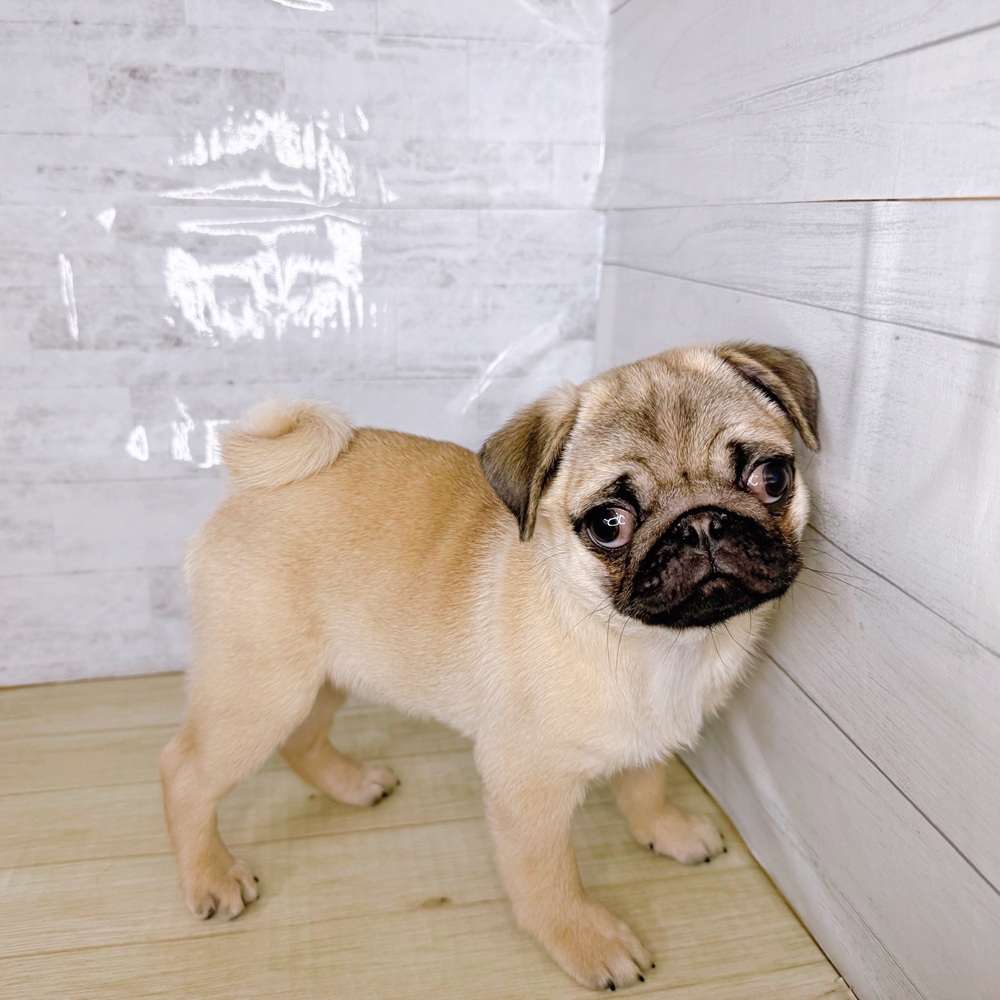 長野県のパグ (犬の家＆猫の里塩尻店/2025年11月29日生まれ/女の子/フォーン)の子犬の3枚目の画像