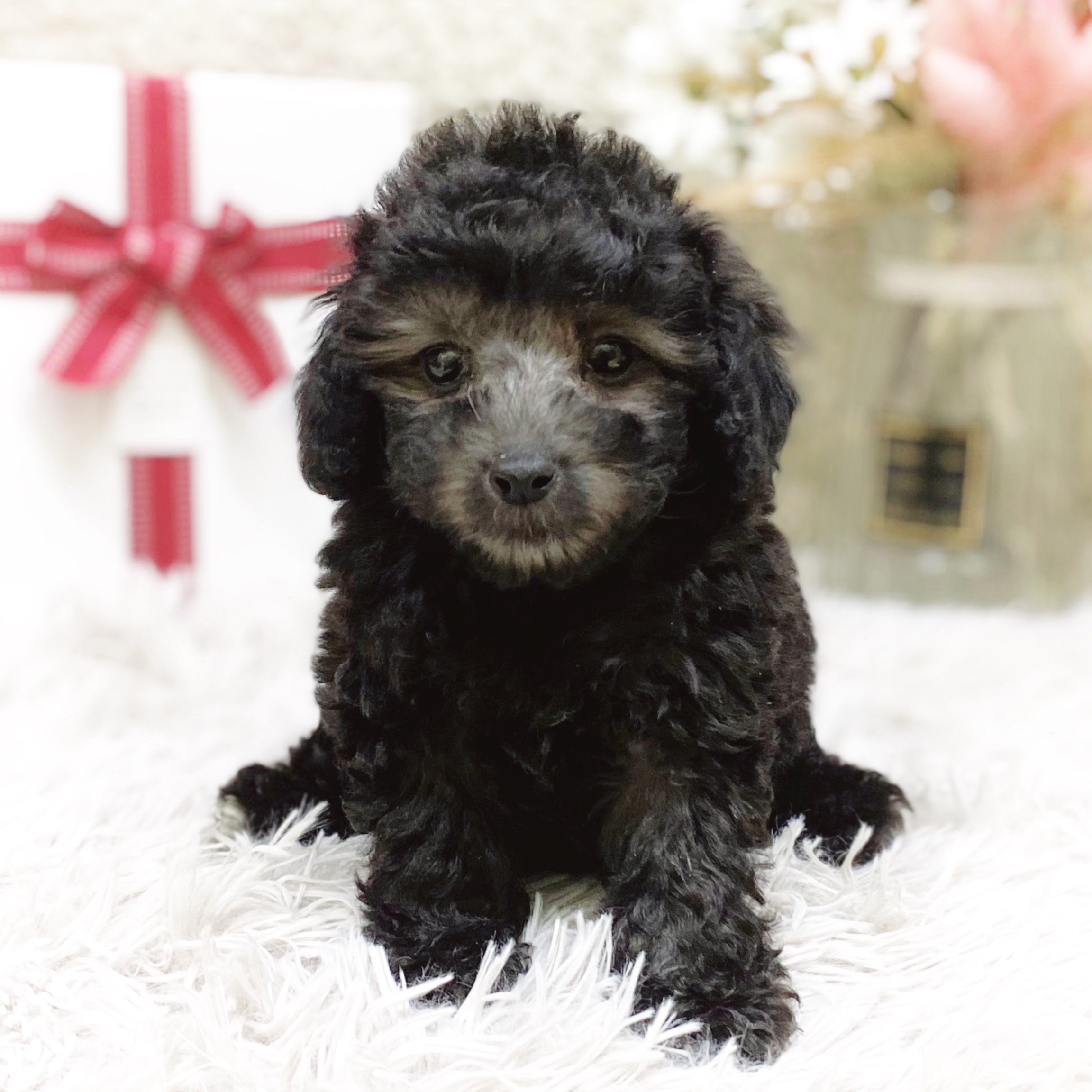 静岡県のトイプードル(トイ) (犬の家＆猫の里藤枝店/2025年11月30日生まれ/女の子/シルバー)の子犬の3枚目の画像