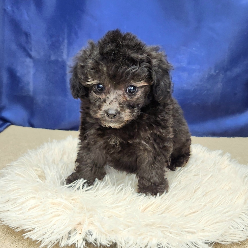 岐阜県のトイプードル(トイ) (犬の家＆猫の里中津川店/2025年11月30日生まれ/女の子/シルバー)の子犬の3枚目の画像