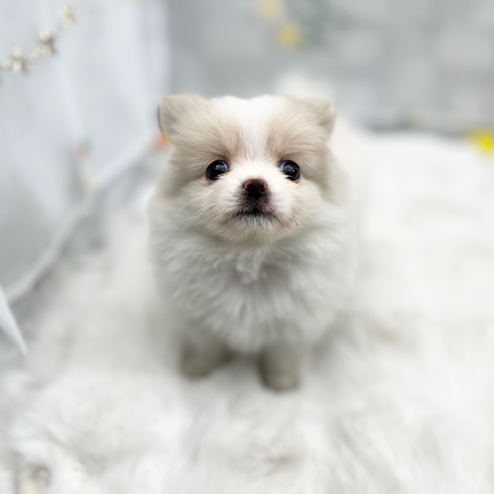 ハーフ犬女の子の写真