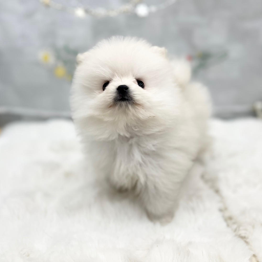 静岡県のポメラニアン (犬の家＆猫の里MEGAドン・キホーテ袋井店/2025年12月1日生まれ/男の子/クリーム)の子犬の3枚目の画像