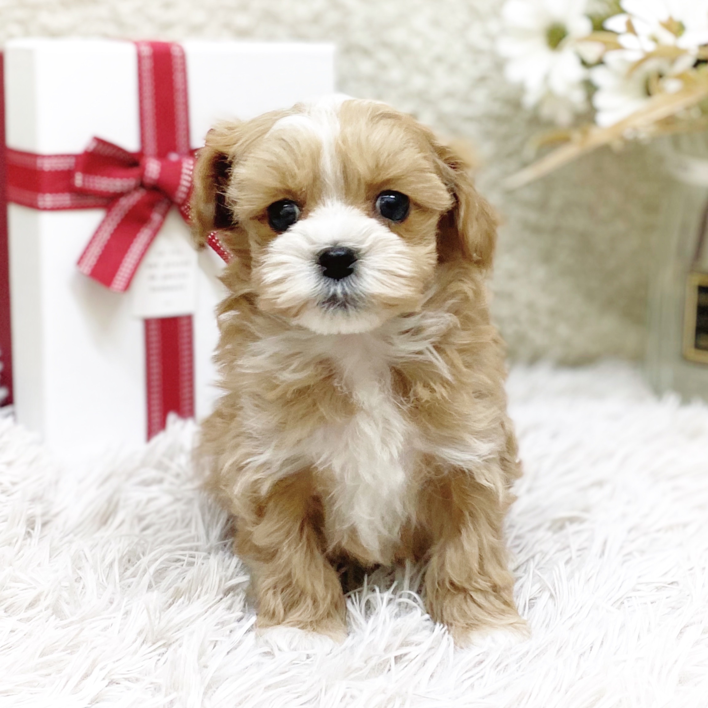 ハーフ犬男の子の写真