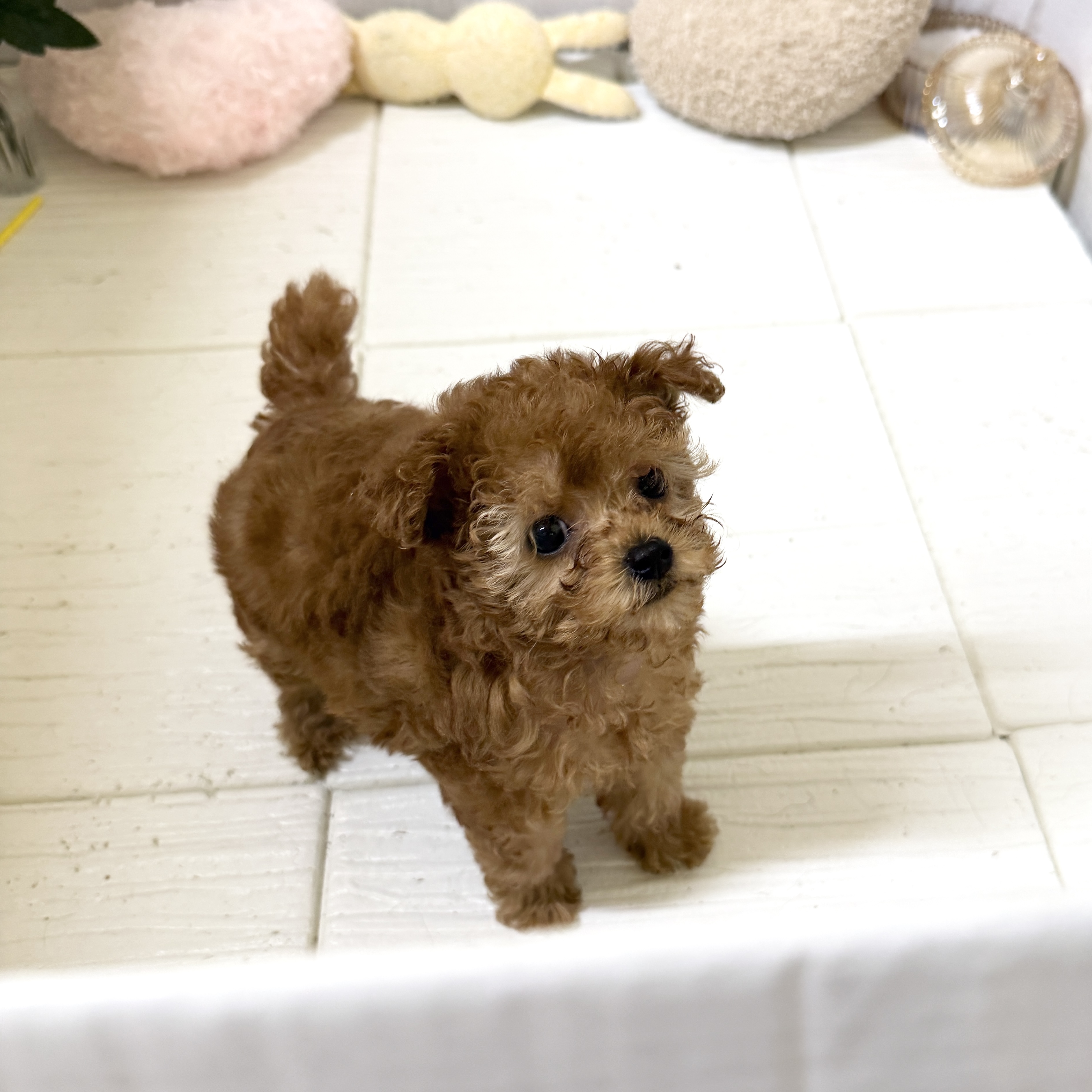 愛知県のトイプードル(タイニー) (犬の家＆猫の里岡崎店/2025年11月30日生まれ/女の子/レッド)の子犬の3枚目の画像