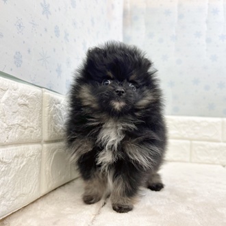 静岡県のポメラニアン (犬の家＆猫の里マークイズ静岡店/2025年11月29日生まれ/女の子/ブラックタン)の子犬の3枚目の画像