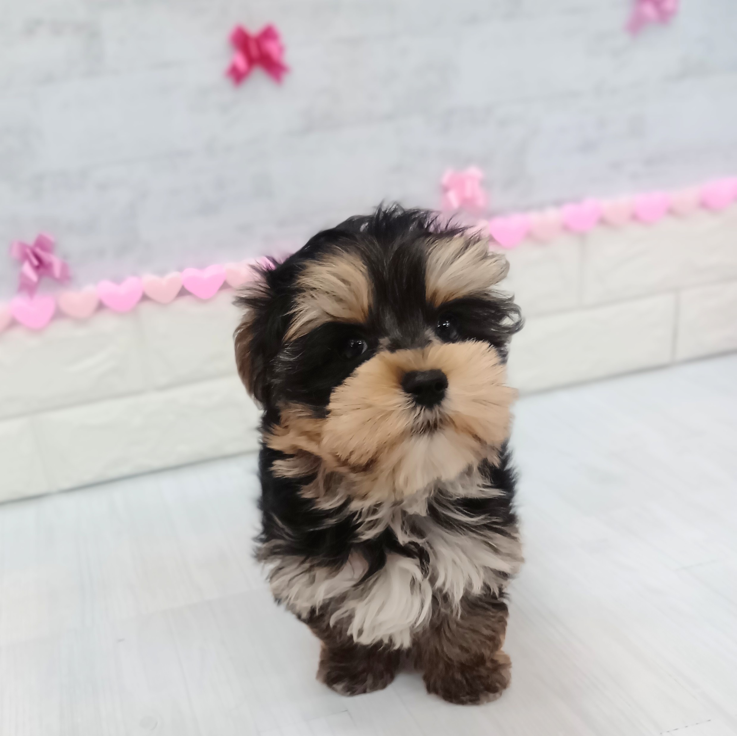 静岡県のマルキー/マルヨーキー(マルチーズ×ヨークシャーテリア) (犬の家＆猫の里プレ葉ウォーク浜北店/2025年11月27日生まれ/男の子/スチールブルータン)の子犬の3枚目の画像